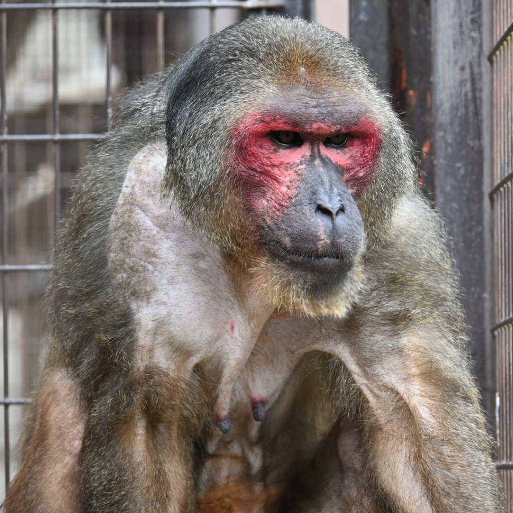 Hello! OHANA|ミトさん(愛媛県立とべ動物園)