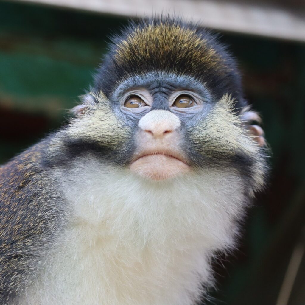 Hello! OHANA|エースさん(日本モンキーセンター)