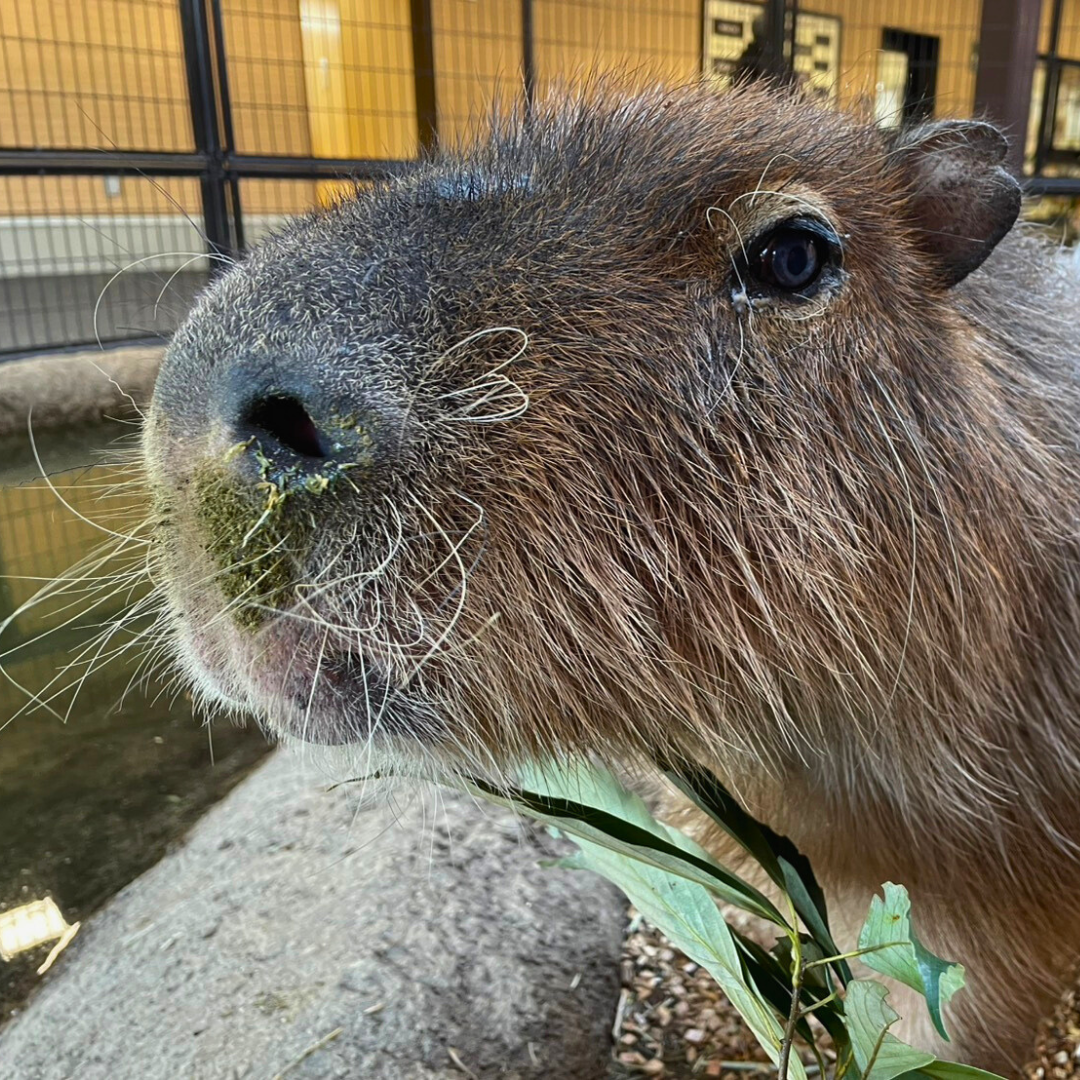 望（ぼう）