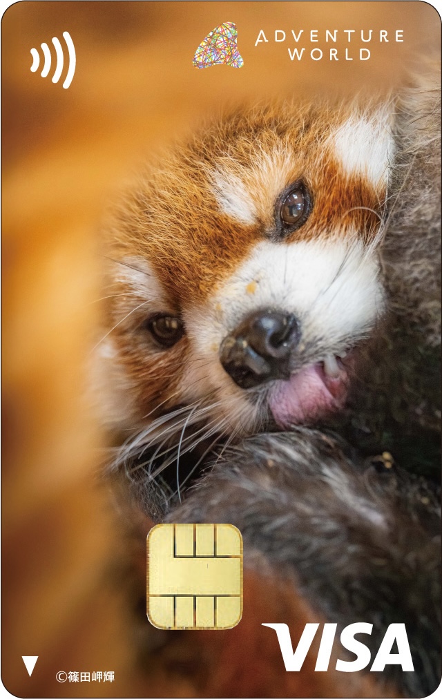 レッサーパンダ
「しっぽの”窓”から」