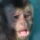 lemur_eri