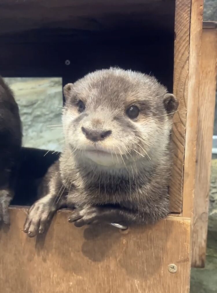 うそったー