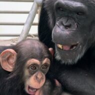 Dear Chimpanzees,