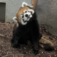 むぎ